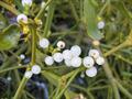 mistletoe